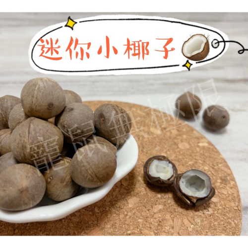 ✔️現貨 ?倉鼠小椰子 倉鼠迷你椰子 (小顆椰子/迷你椰子/倉鼠小椰子/睡鼠/蜜袋鼯/三線鼠/一線鼠/黃金鼠)