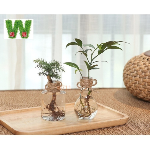 W711鴻展 發票 北歐風 仿玻璃透明度 透明 多款北歐風 水培 花盆 花瓶 種植 植物